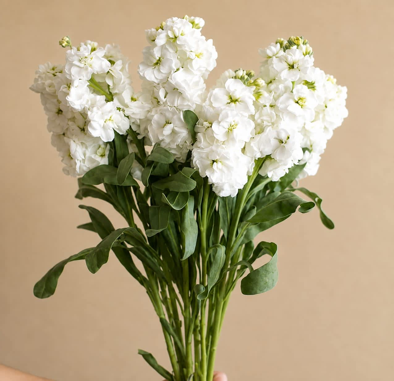 White stock - Stock contains 10 stems per bunch 