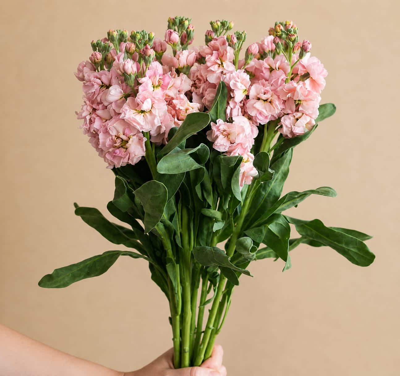 Peach Stock - Stock contains 10 stems per bunch