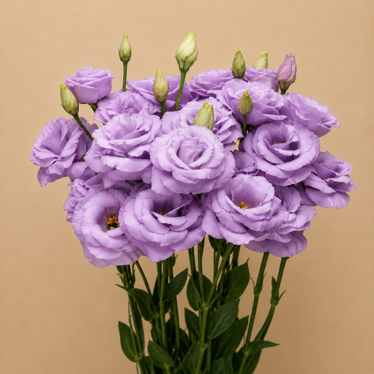 Lavender Lisianthus  - Lisianthus Lavender Bunch
