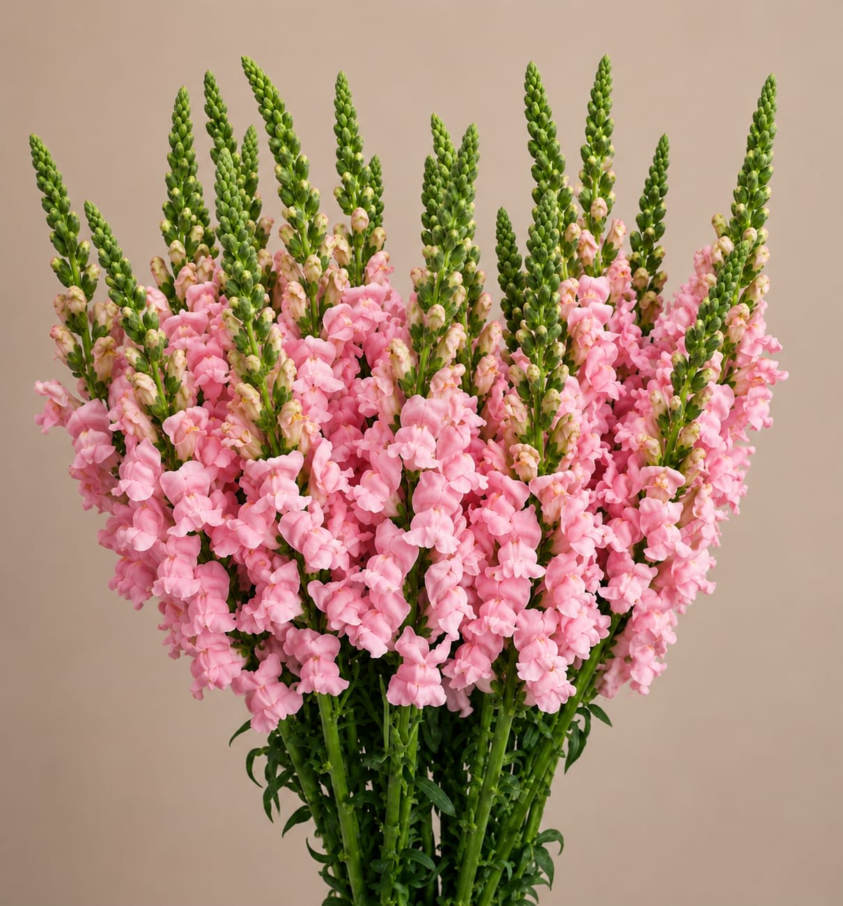 PINK SNAPDRAGONS - 10 STEMS PER BUNCH  FOR BULK ORDER PLEASE CALL US A CALL FIRST FOR AVAILABILITY WE HIGHLY RECOMMEND TO PLACE BULK ORDERS WITH 1 DAY IN ADVANCE