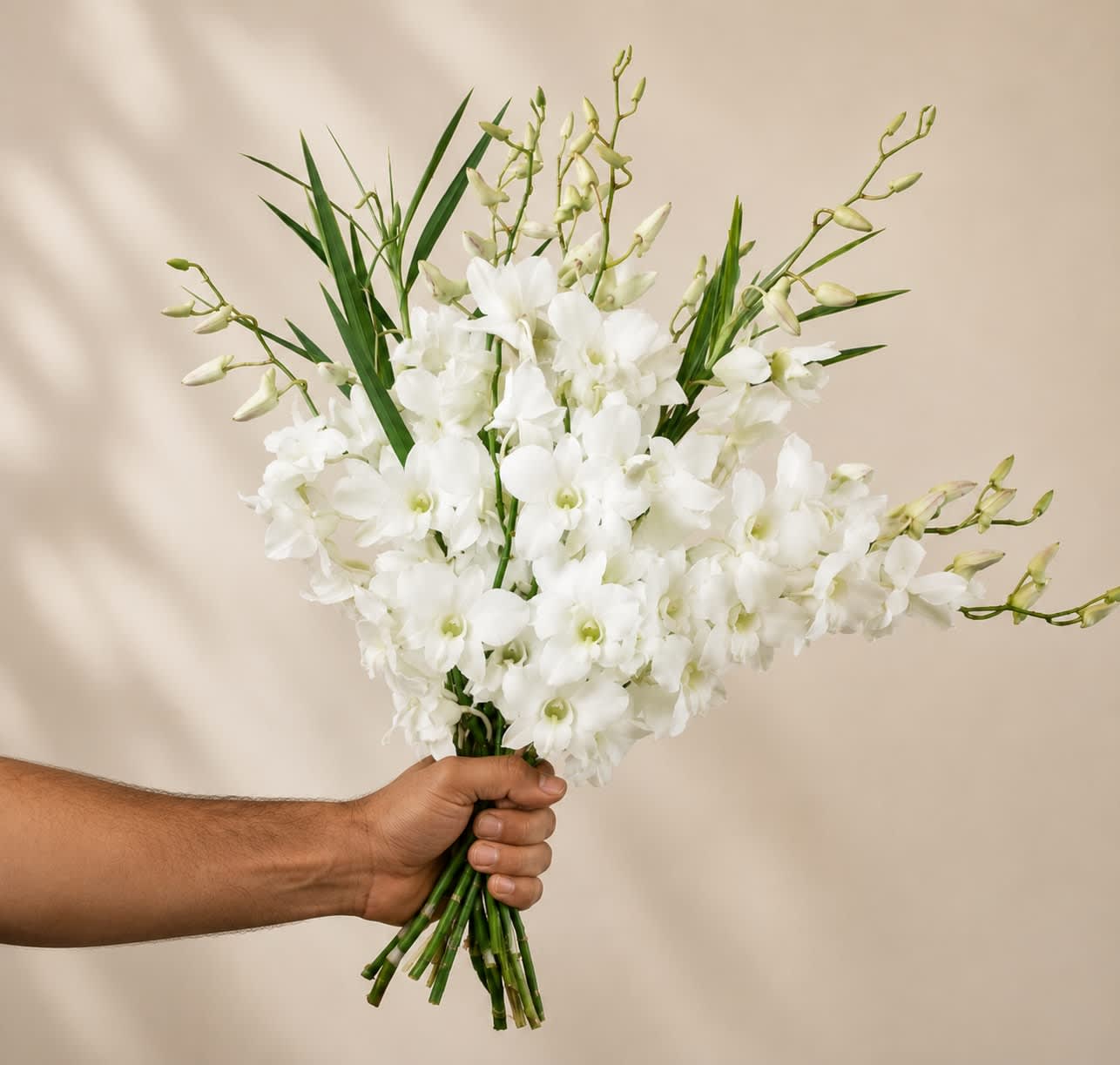White Dendrobium Orchid - Dendrobium contains 10 stems per bunch 