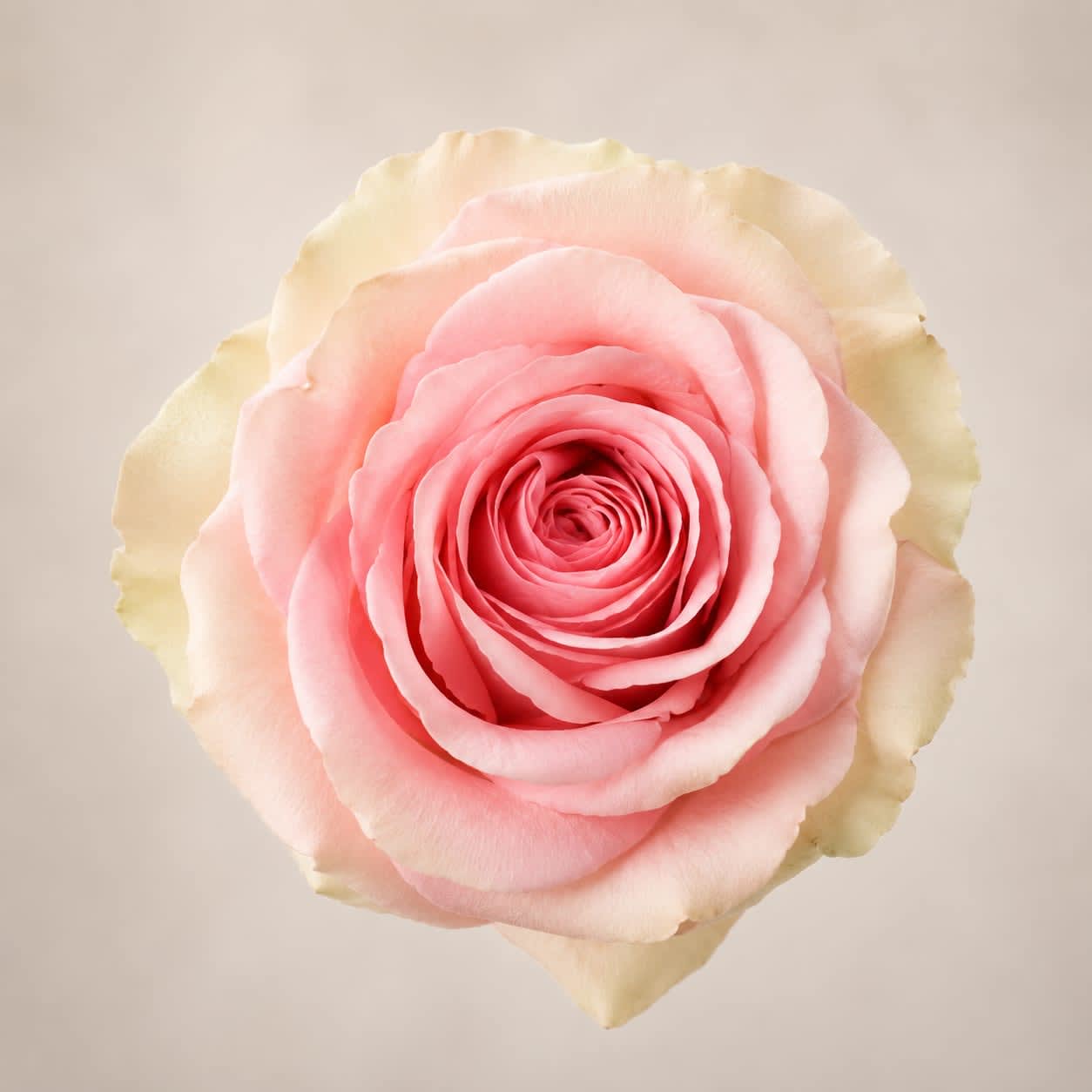 Saga (24 Stems) Bunch - Saga bunch contains 24 stems of roses. These are grower bunches (stems are not cleaned) call us if you have any questions. 714-277-8077