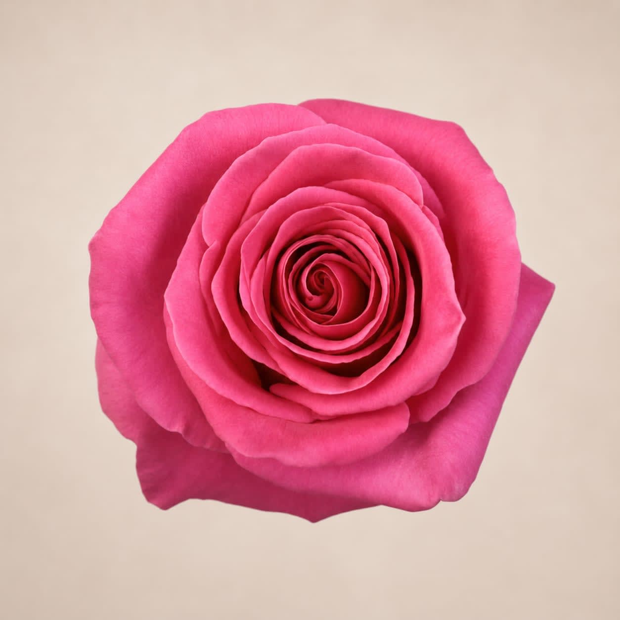 Pink Floyd (24 Stems) Bunch - Pink Floyd bunch contains 24 stems of roses