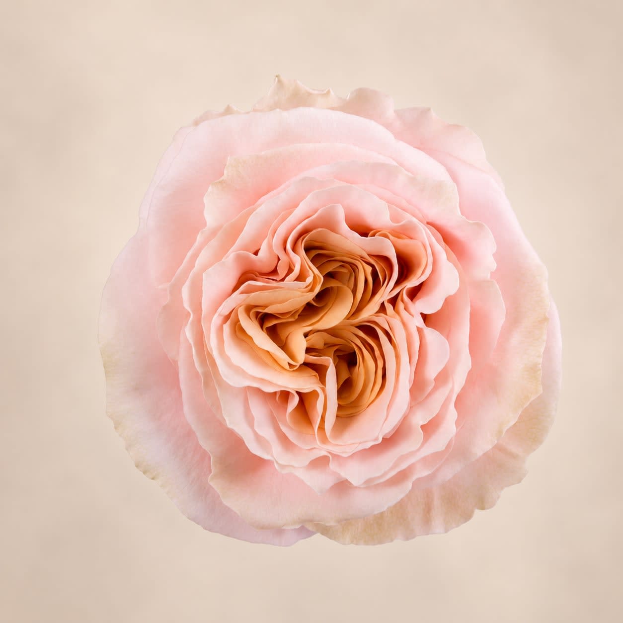 Shimmer (24 Stems) Bunch - Shimmer bunch contains 24 stems of roses