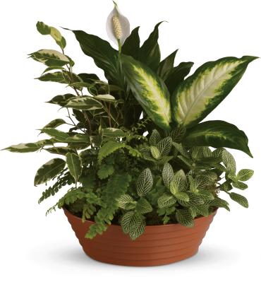 Mixed green houseplants in a shallow terracotta planter
