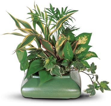 Mixed green houseplants arranged in a square green planter