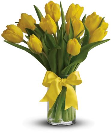 Sunny Yellow Tulips -   Sunny yellow tulips are a sure sign of spring. Even if the weather is not cooperating, you can be sure the person who receives this bright bouquet will feel the warmth of your message.  Dazzling yellow tulips are delivered in an exclusive glass vase that's all wrapped up withwhat elsea bright yellow ribbon. So go ahead and send sunshine. Even (or especially) if it's a cloudy day! 