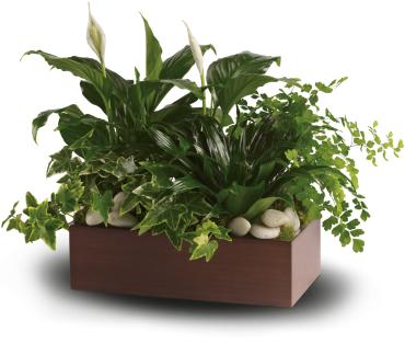 Quiet Expressions -   This lush medley of three of the most popular plants in a stylish bamboo rectangle will be a lasting reminder of your kindness and generosity.  This mix of spathiphyllum, ivy, dracena and maindenhair fern, accented with river rocks, is delivered in a brown bamboo rectangle. 