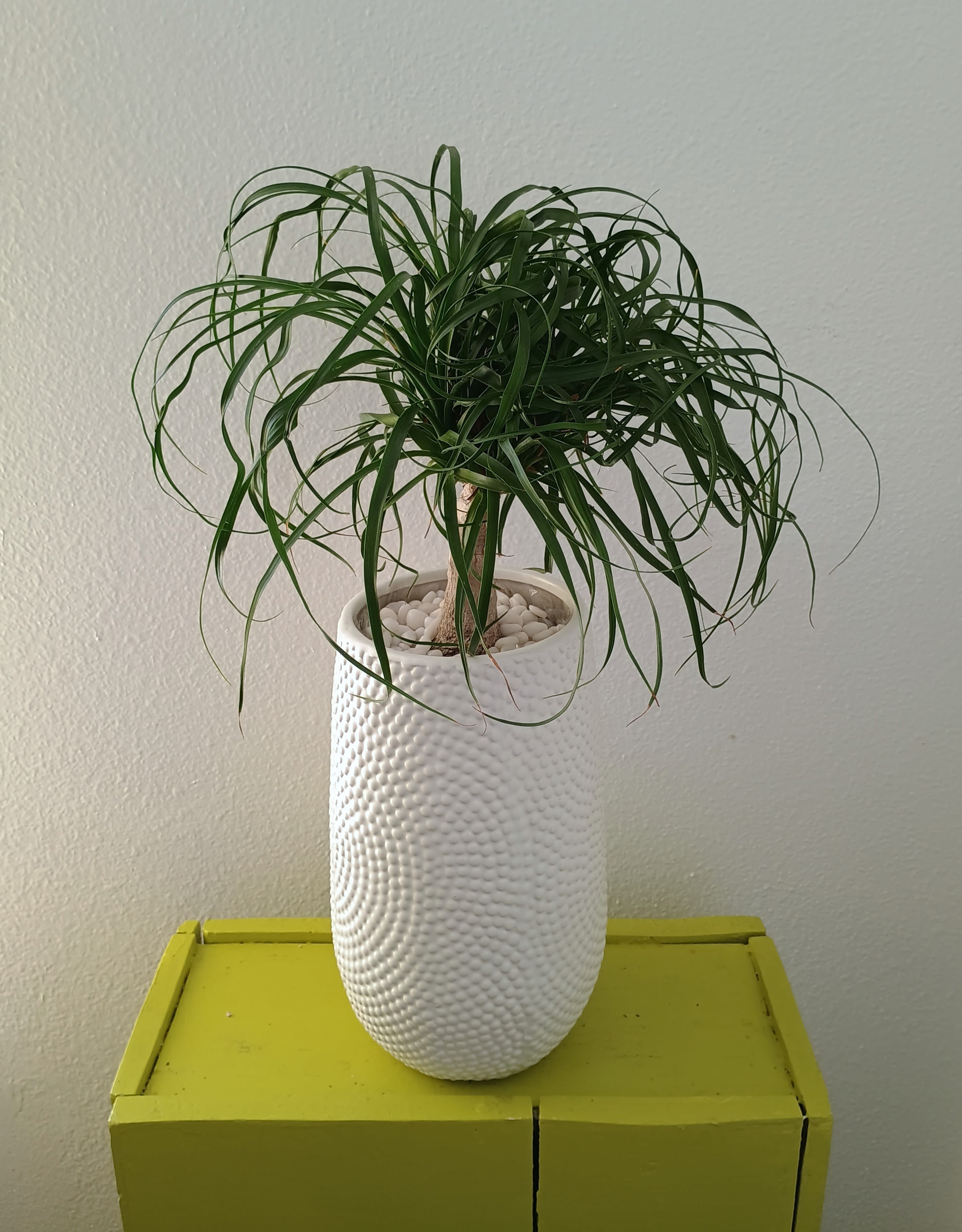 Ponytail Palm  - An easy to care for houseplant known for its distinctive appearance.