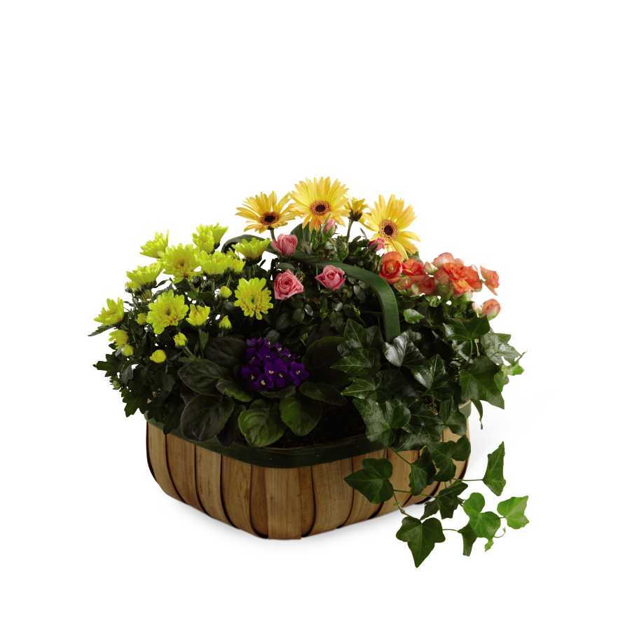The FTD Gentle Blossoms Basket - The FTD Gentle Blossoms Basket is a wonderful way to brighten someone's day. A collection of our finest plants are brought together in a green-rimmed natural woodchip basket to create a warm and comforting sentiment. Approx. 13âH x 16âW.