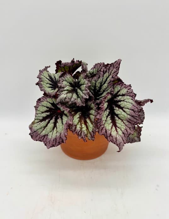 Potted begonia with large variegated leaves in an orange pot
