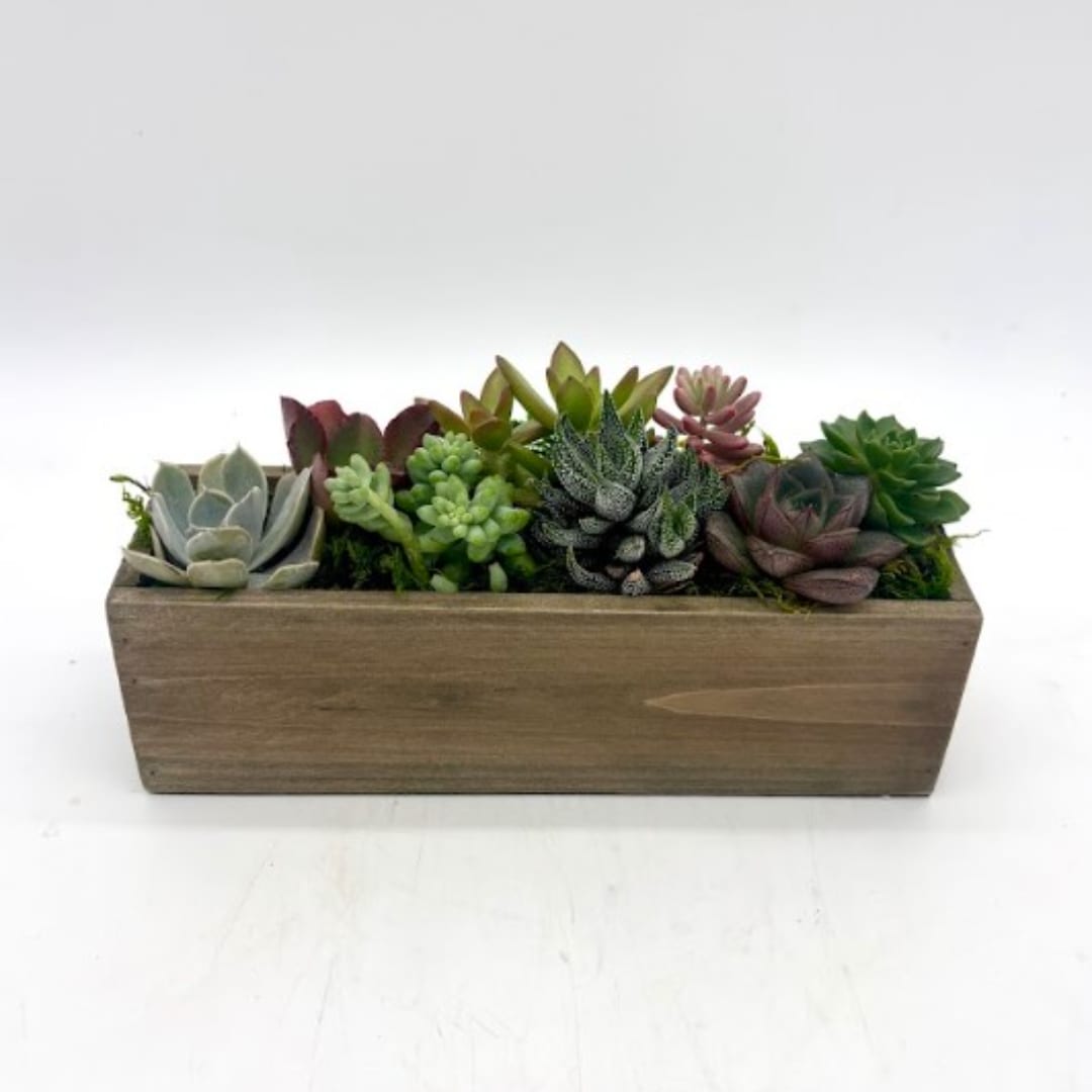 Succulent arrangement in a rectangular wooden planter