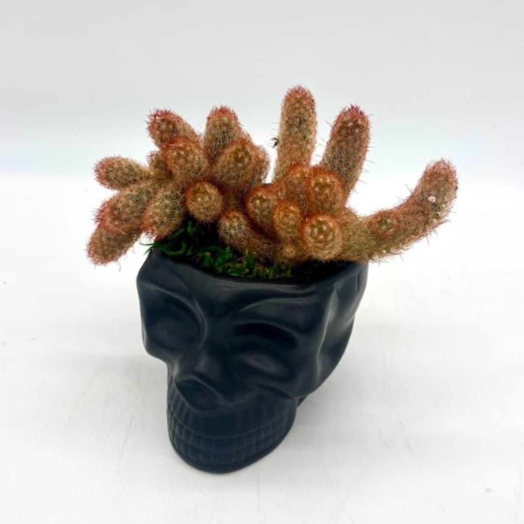 Cactus arrangement in a black skull-shaped planter