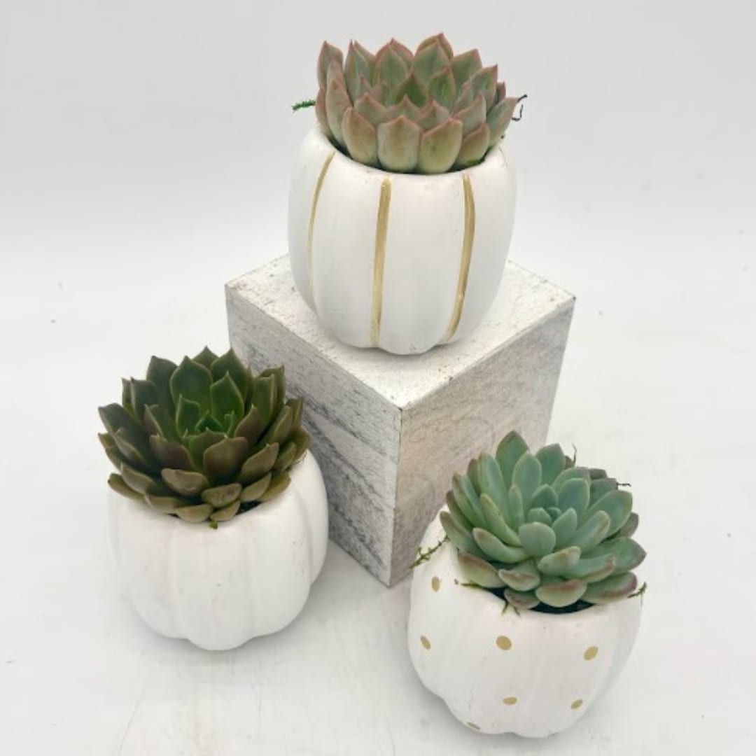 Three small succulent plants in white decorative pots on a gray block