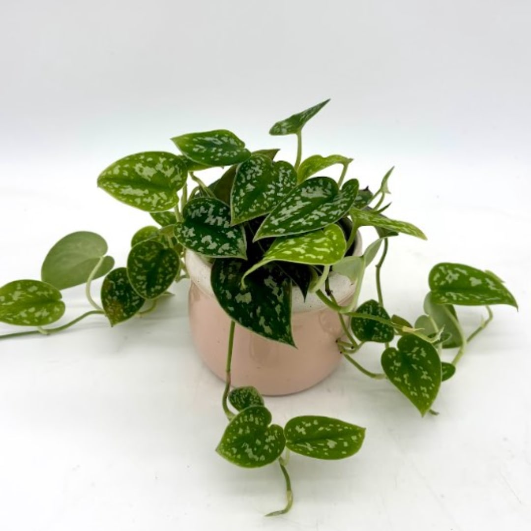 Potted trailing plant with speckled green heart-shaped leaves