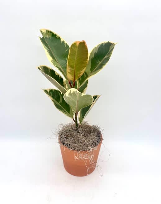 Variegated potted rubber plant in a terracotta pot