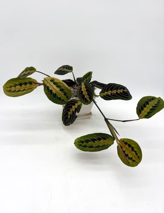 Potted prayer plant with patterned oval leaves