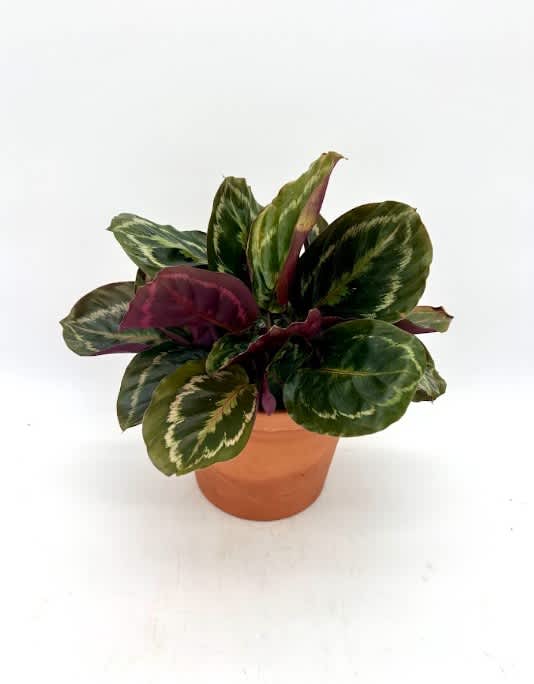 Potted calathea plant with dark green and burgundy patterned leaves