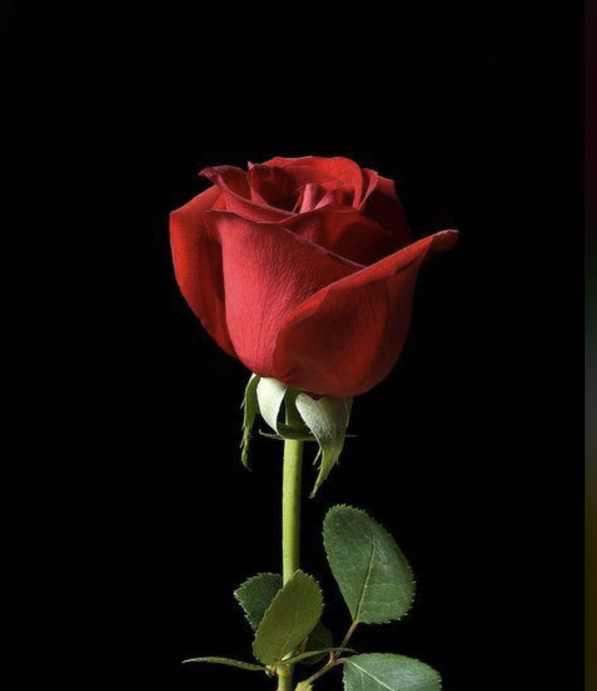 Single red rose on a black background