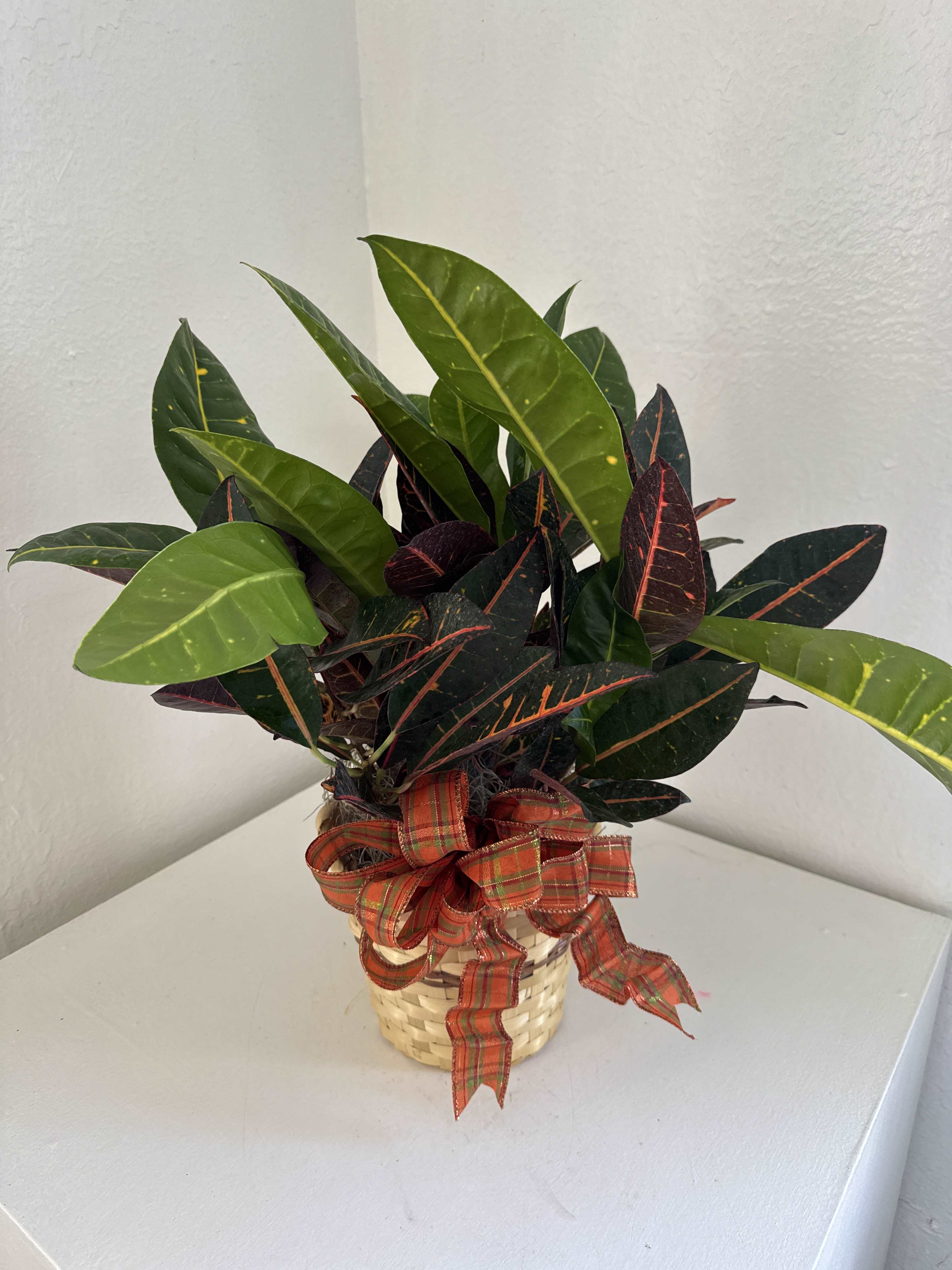 Potted croton plant in a woven basket with a plaid ribbon