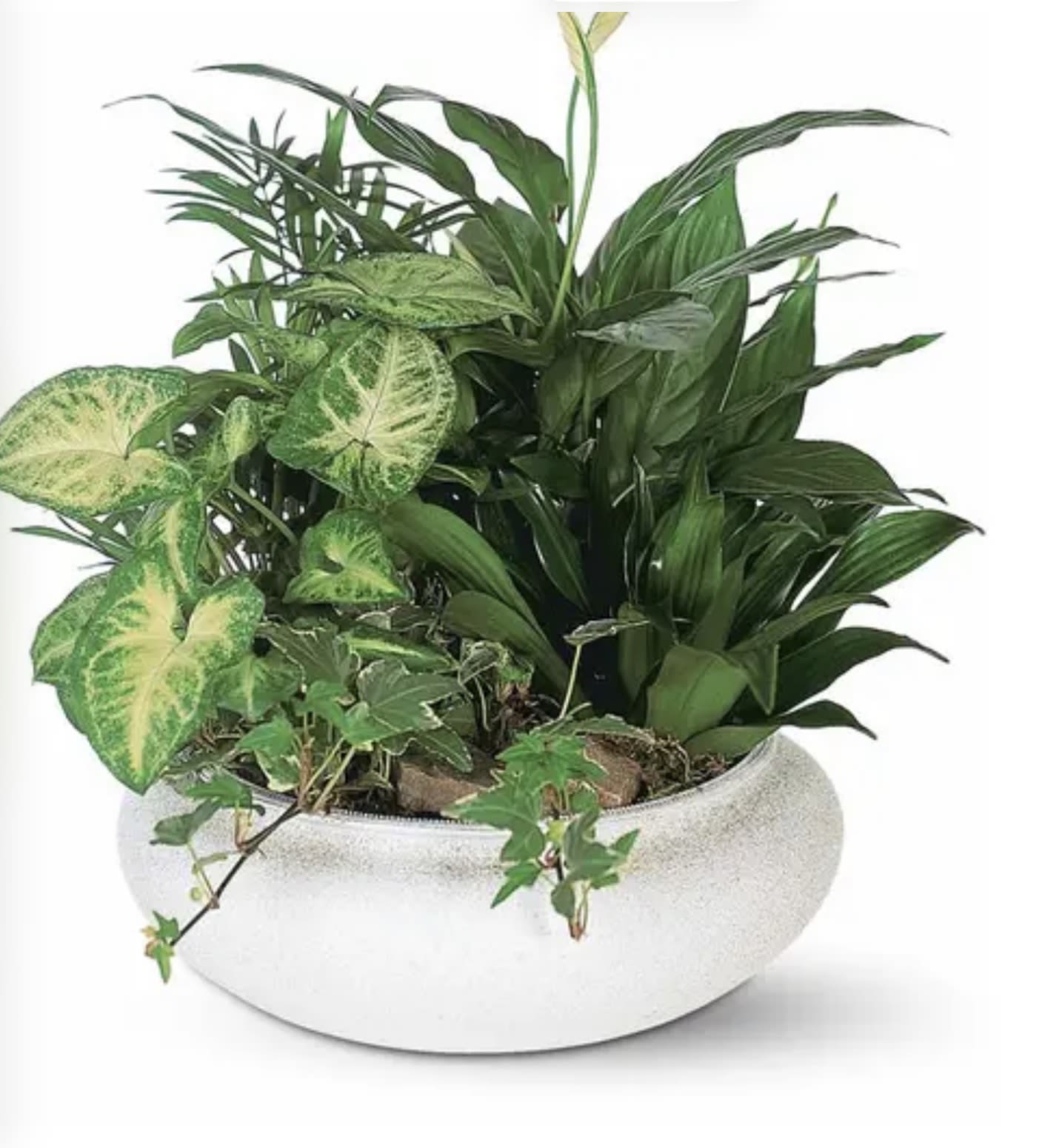 Small green planter - Mixture of green plants