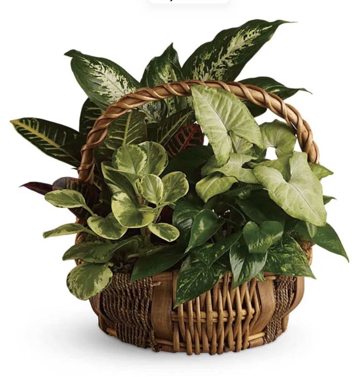 Basket of assorted green houseplants with a woven handle