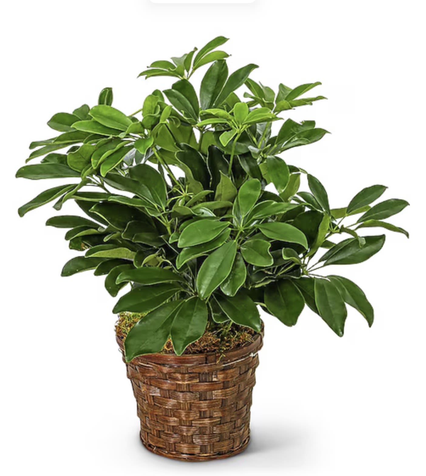 Schefflera Plant  - Live green plant 