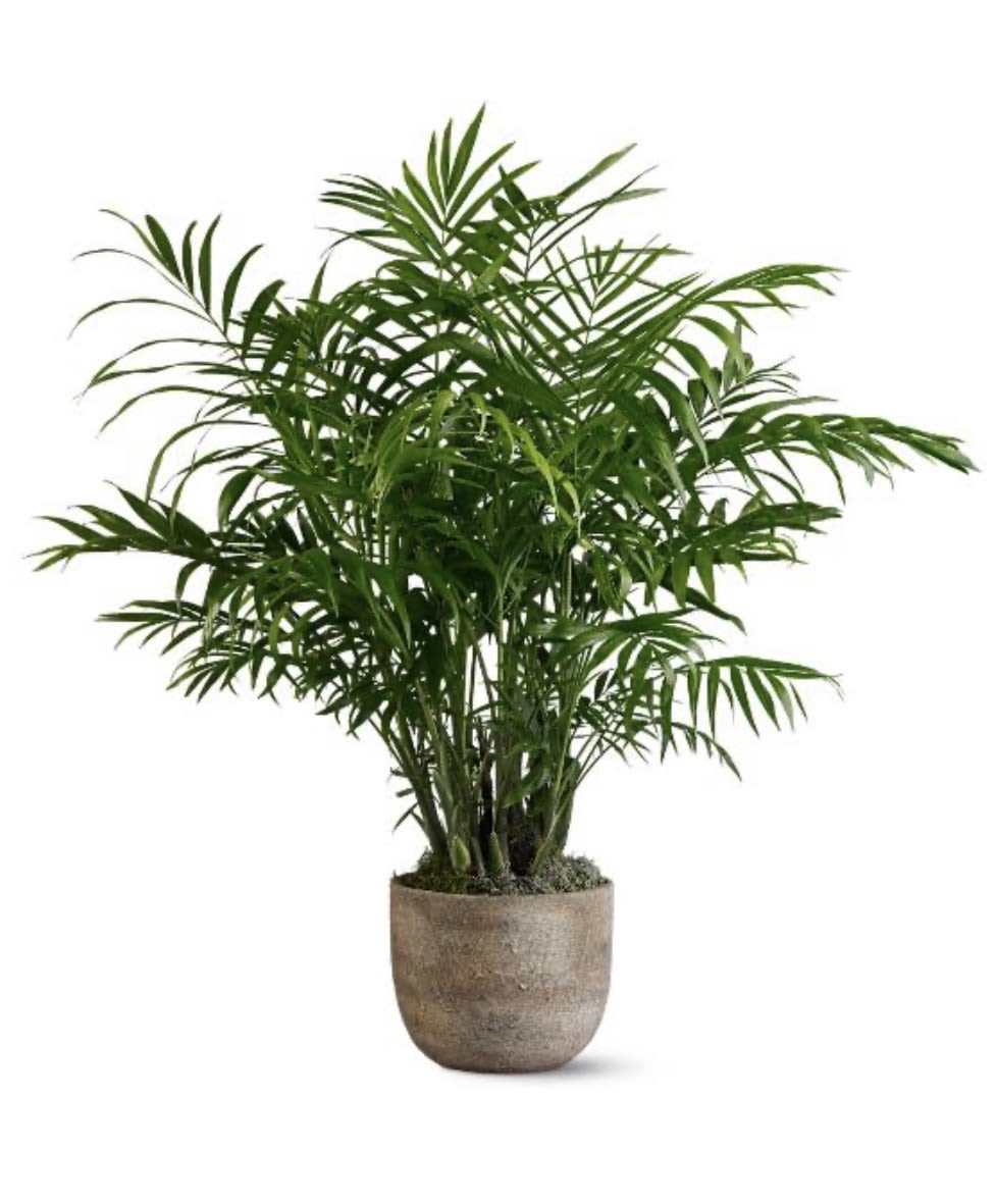 Palm Plant - Live green plant 