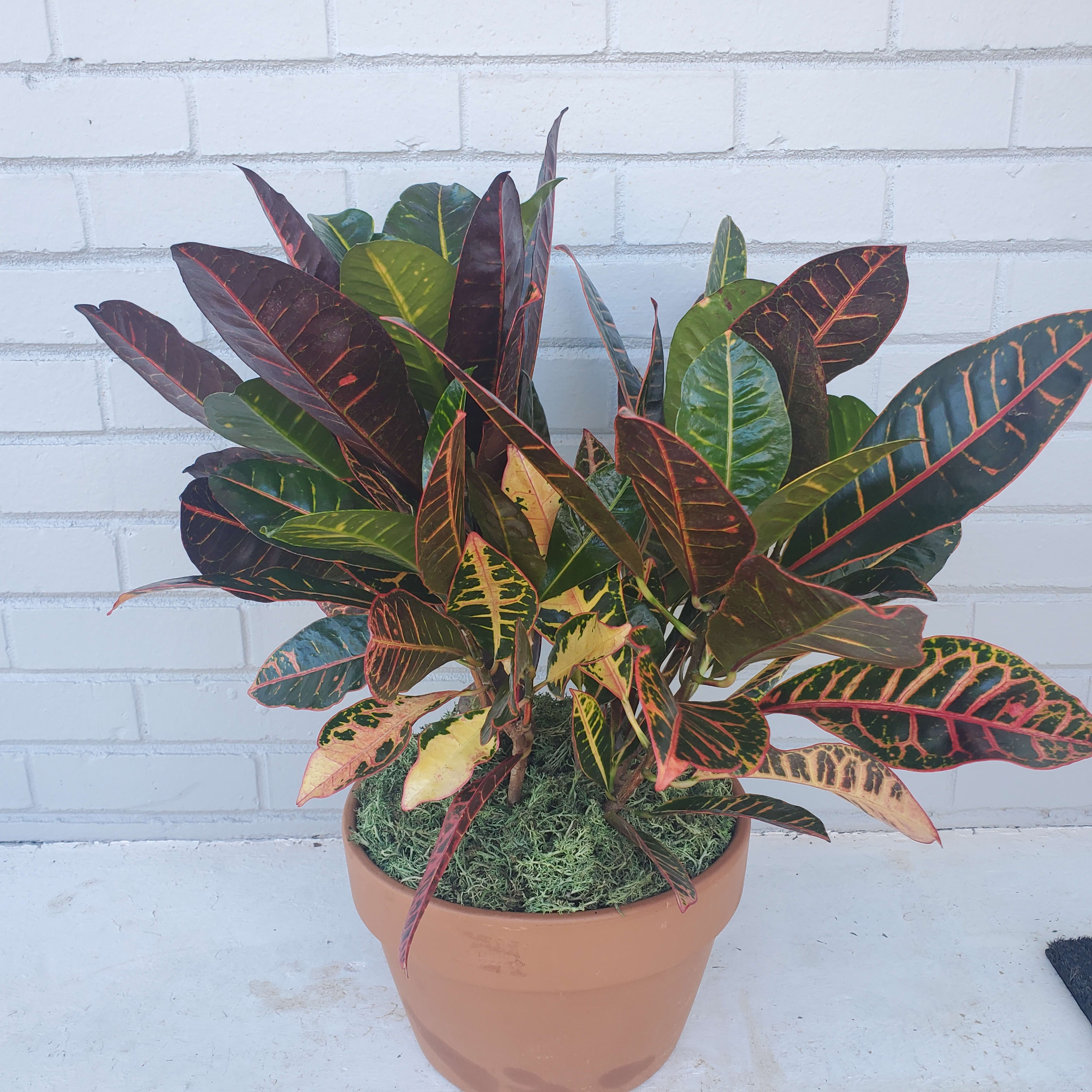 Stately Croton - The croton is dignified and delightful. Its glossy green leaves carry vibrant accents of red and orange, making it the perfect plant for a wide variety of locations. Easy to care for and easy to love, this is one plant that is sure to brighten everyone's day.  An impressively graceful croton is delivered in an elegant burgundy footed planter. A grand gesture indeed!  Approximately 32 1/2" W x 33 1/2" H  Orientation: N/A  As Shown : T106-2A