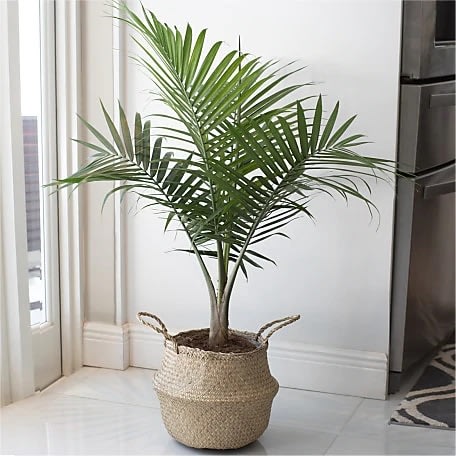 Majesty Palm - This easy to grow houseplant features rich green fronds that add instant life and beauty to any room. Majesty Palm adds a touch of tropical elegance to your home or office. This beautiful indoor houseplant grows vertically, eventually reaching up to 6 feet tall. Majesty Palm is a popular decorator choice because of its beautiful large airy fronds. Palms are like living sculptures, your plant will become an instant focal point of any room.