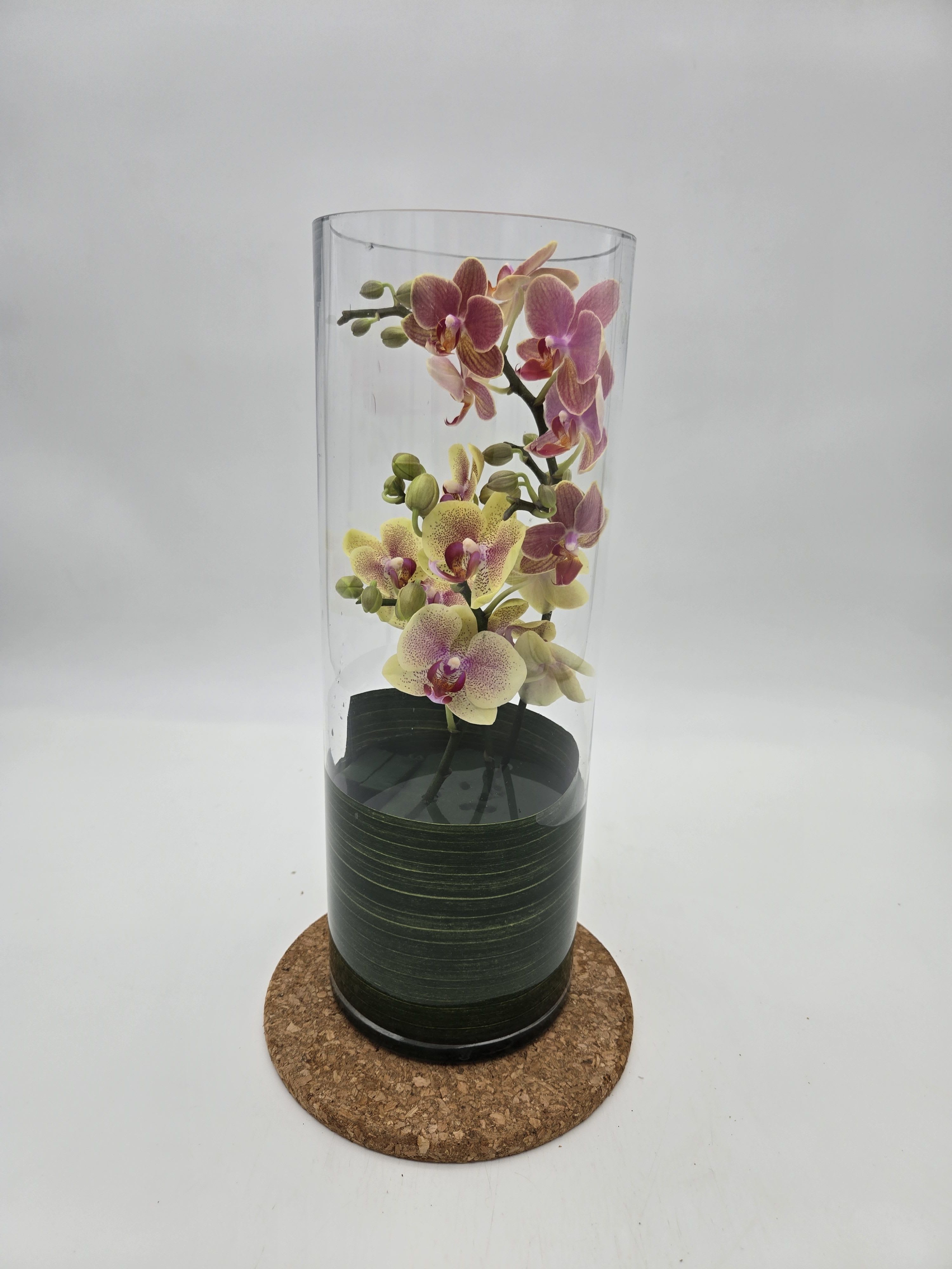 Zensational - Perfect for the home or office, it is destined to create a Zensation! It's so dramatic, so different, and so delightful.      