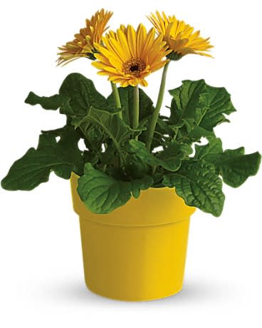 Yellow daisies in a yellow pot with broad green leaves