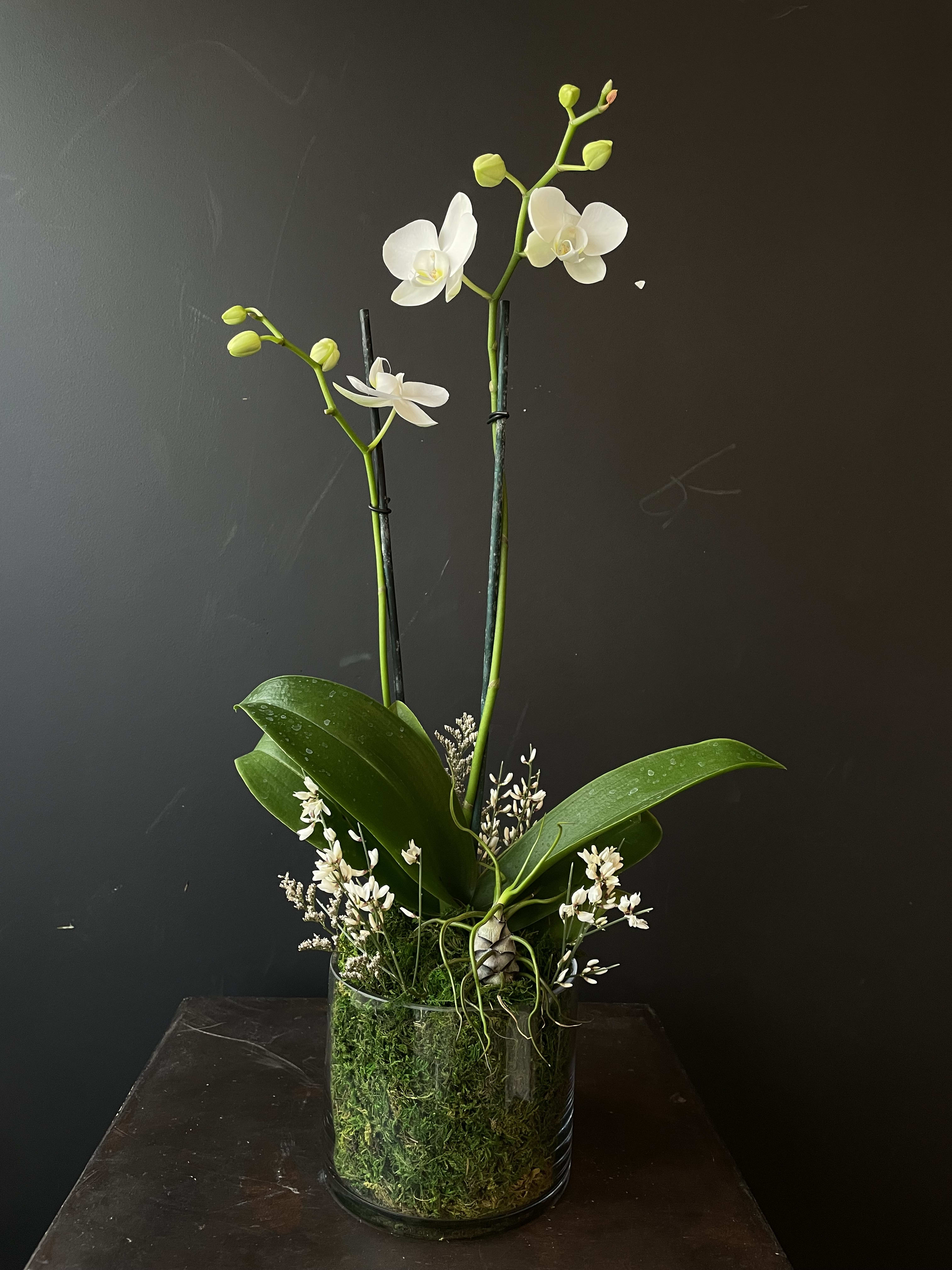 White orchid arrangement in a glass vase with moss