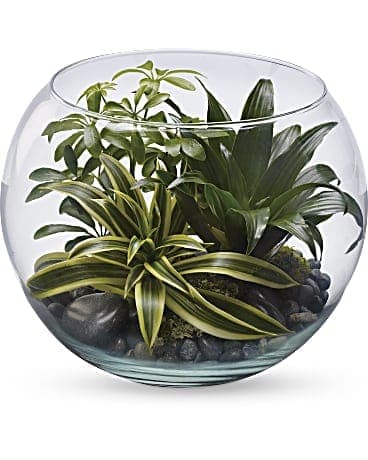 Glass bowl terrarium with assorted green houseplants and dark stones