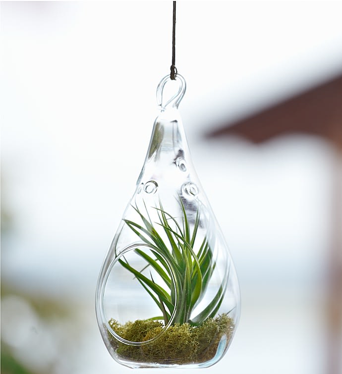 Hanging glass terrarium with a small green plant and moss