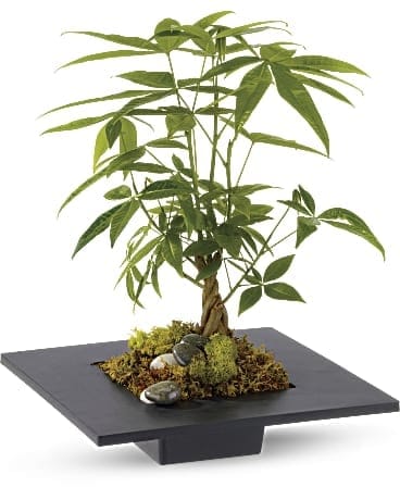 Potted money tree plant in a shallow black container with decorative stones