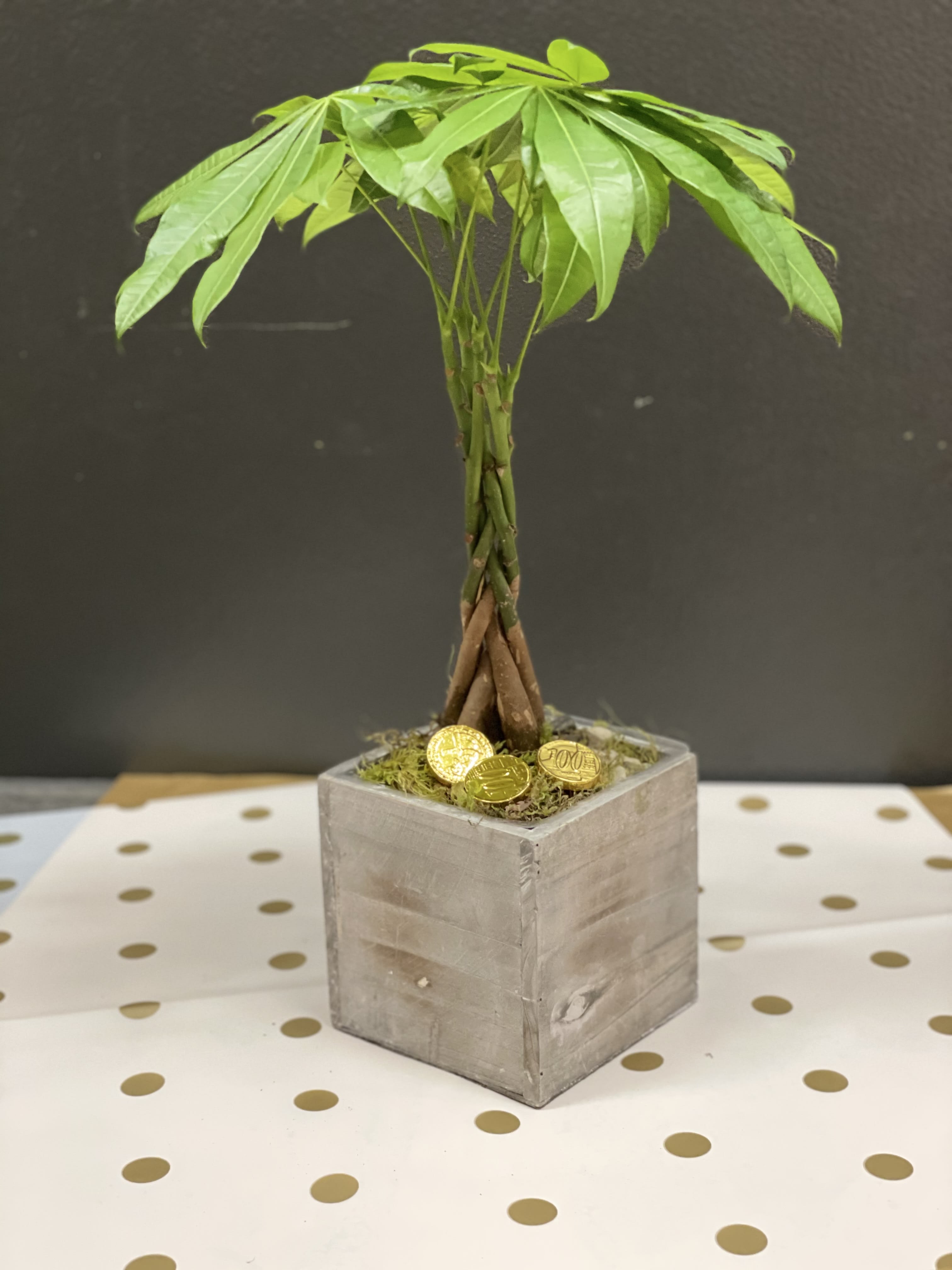 Money box  - This Lucky money tree grow in the this rustic cube box , it will bring your love one, lucky, money , healthy and happy .