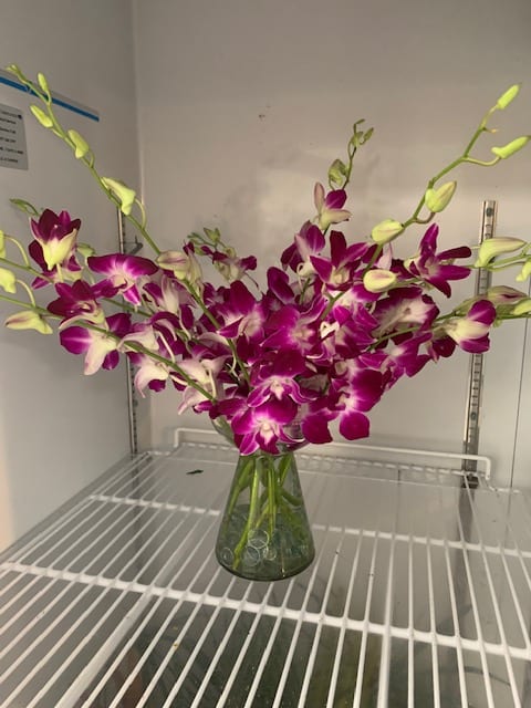 Purple and white orchids arranged in a glass vase