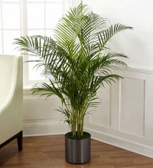Tall potted palm plant in a metal container