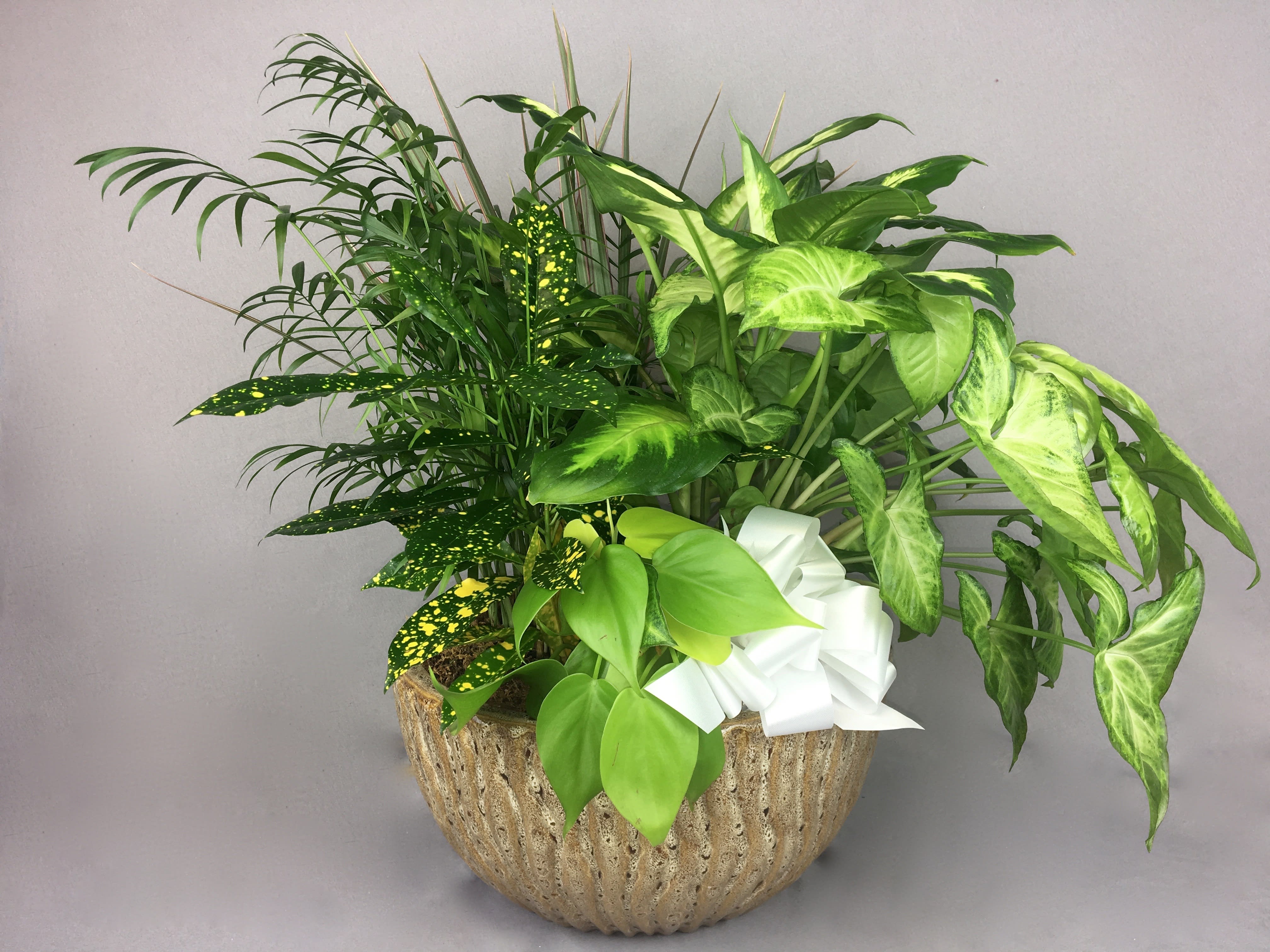 Mixed green houseplants in a textured bowl planter with a white bow
