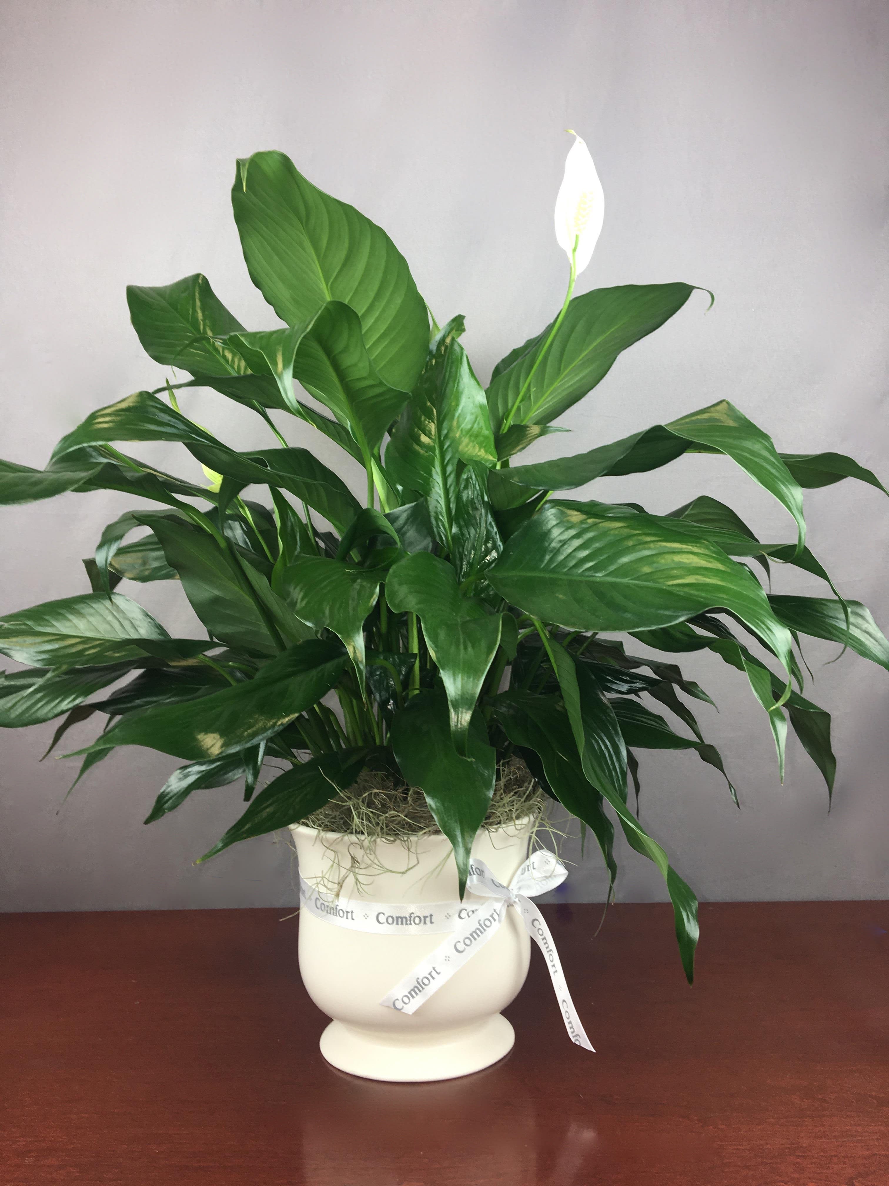 Potted peace lily with white blooms in a white urn