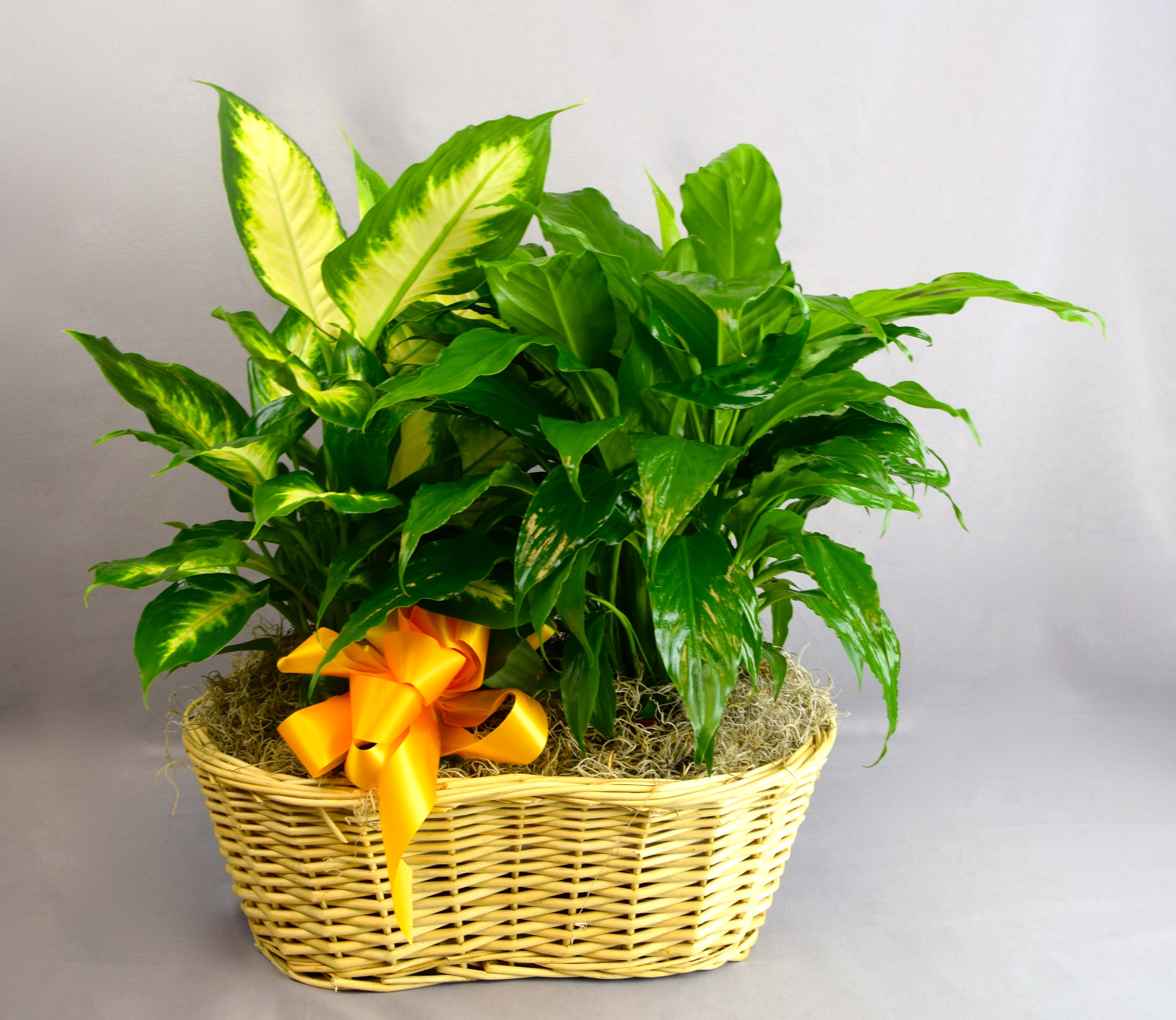 Potted green plant in a wicker basket with an orange ribbon