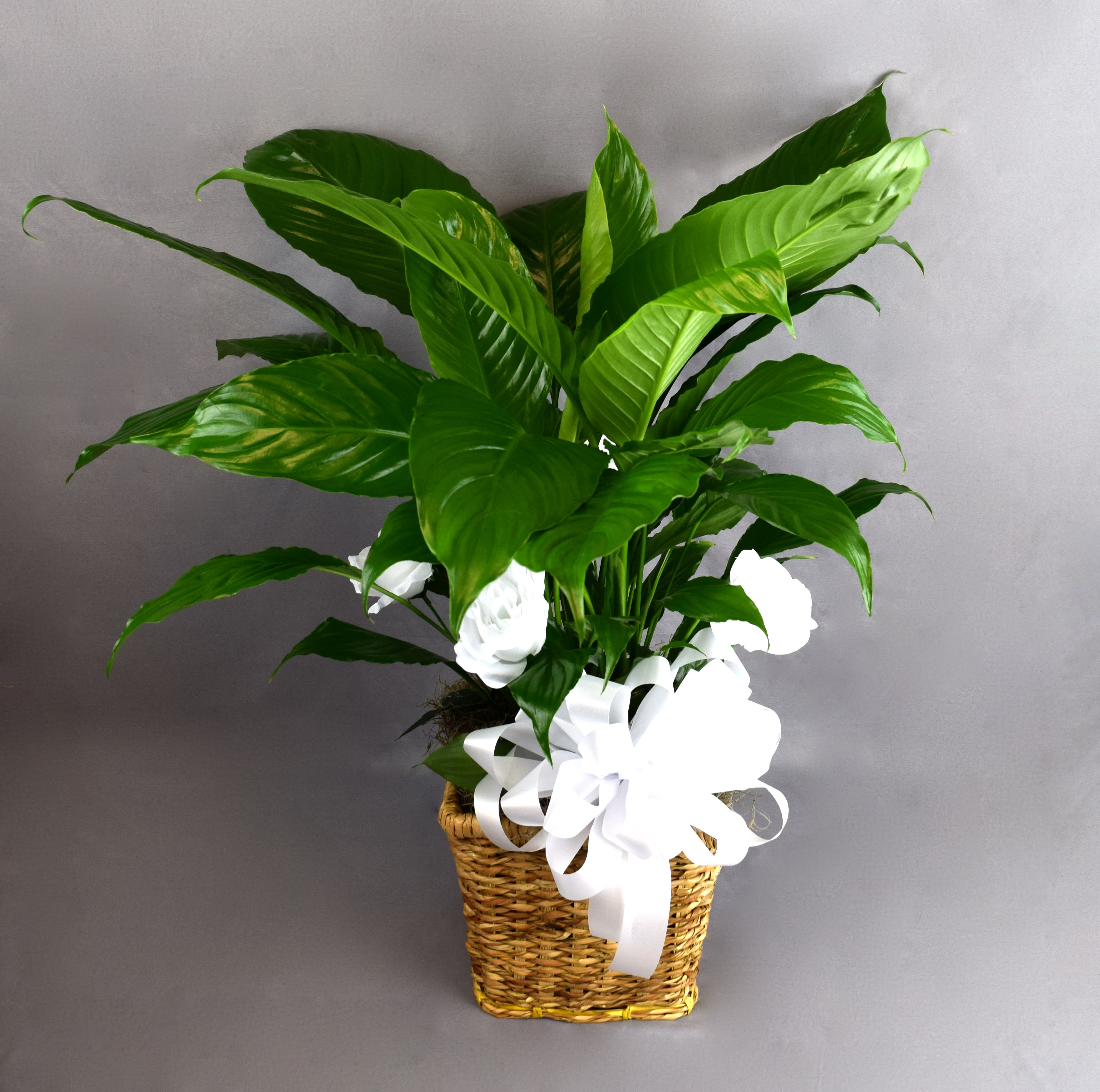 Potted green plant in a woven basket with a white ribbon bow