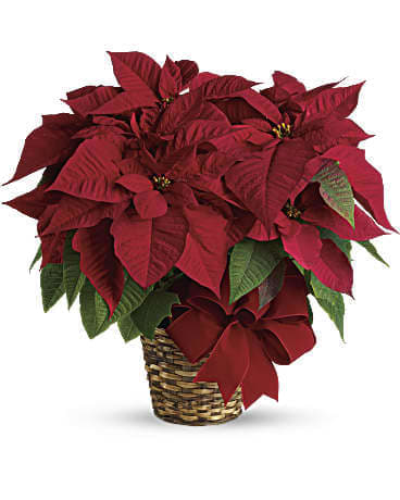Red poinsettia plant in a woven basket with a ribbon