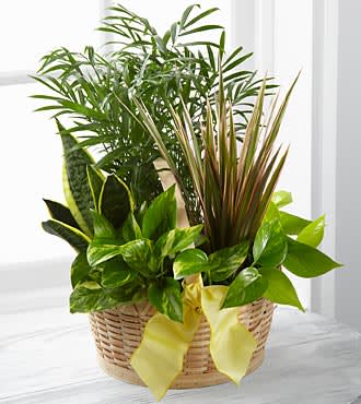 Basket of assorted green houseplants with a yellow ribbon