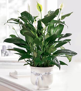 Potted green houseplant in a white container with a ribbon