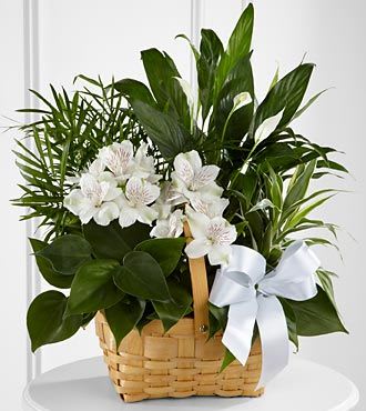 White flowers and green plants arranged in a wicker basket with a white ribbon
