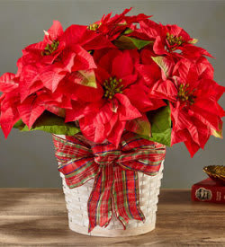 Red poinsettias arranged in a white basket with a plaid bow