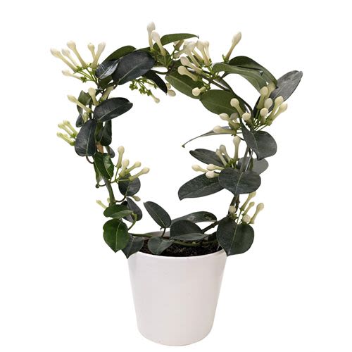 5" Stephanotis in Ceramic - 5" Stephanotis in Ceramic
