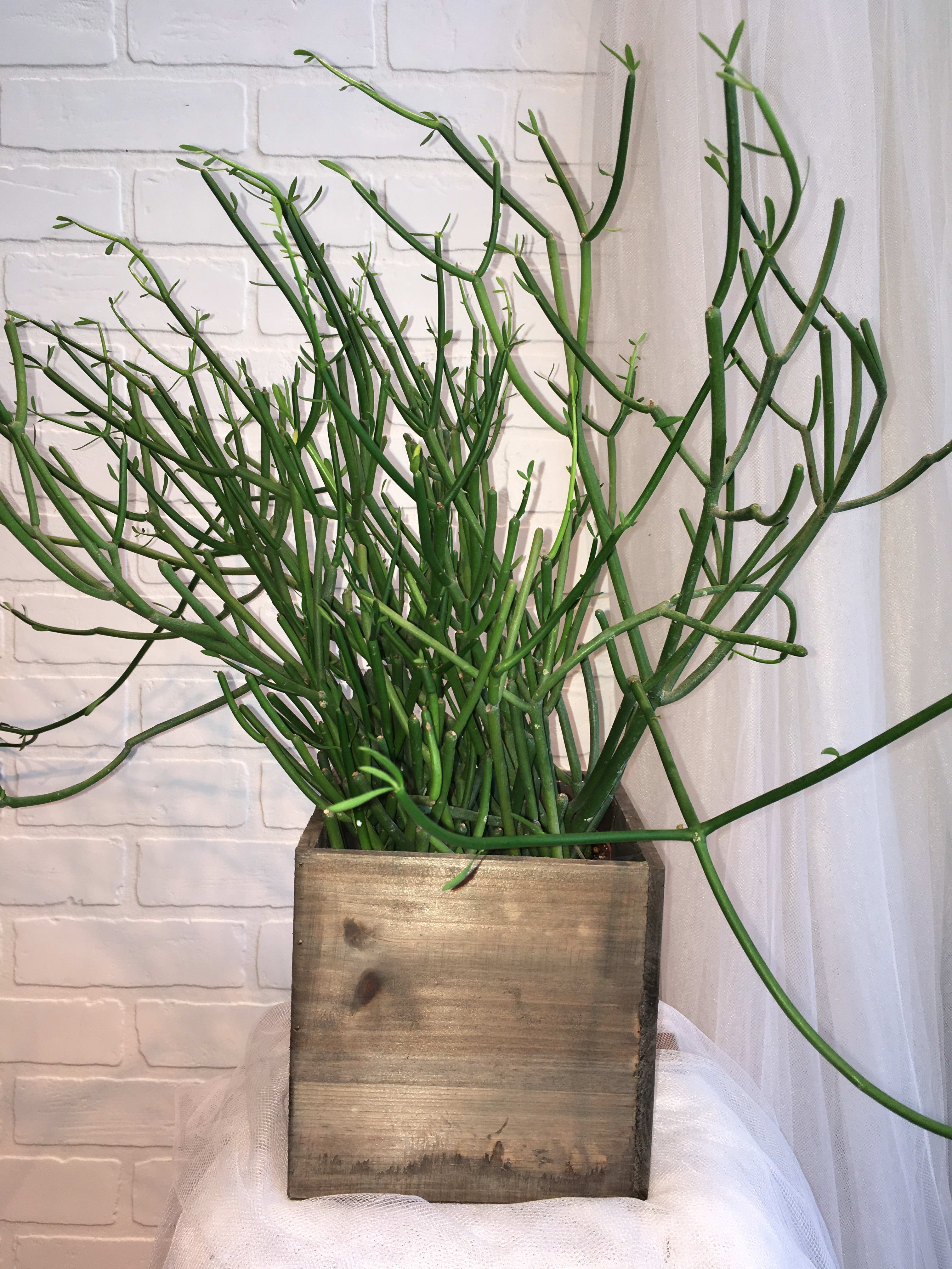 Pencil Cactus in Wood Box - Includes: plant, 6 in. pot, 6.5 in. x 6.5 in. wood box